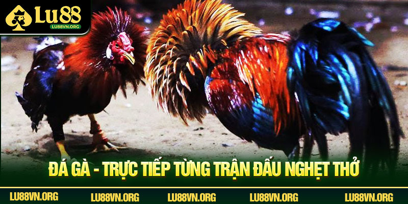 Đá gà - Trực tiếp từng trận đấu nghẹt thở