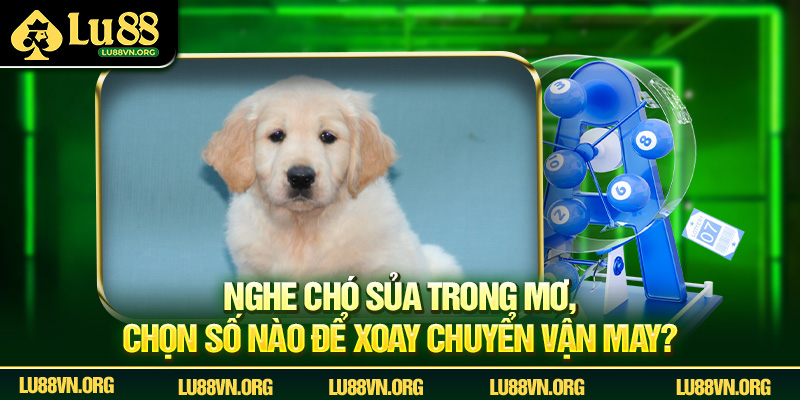 Nghe chó sủa trong mơ, chọn số nào để xoay chuyển vận may?