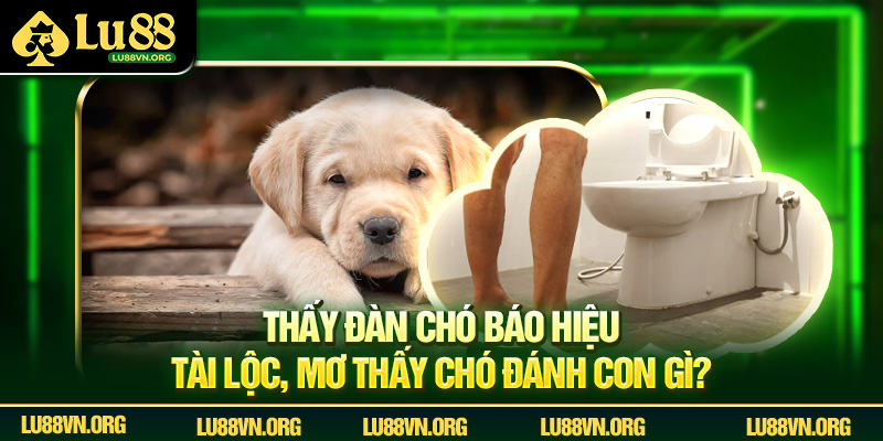 Thấy đàn chó báo hiệu tài lộc, mơ thấy chó đánh con gì?